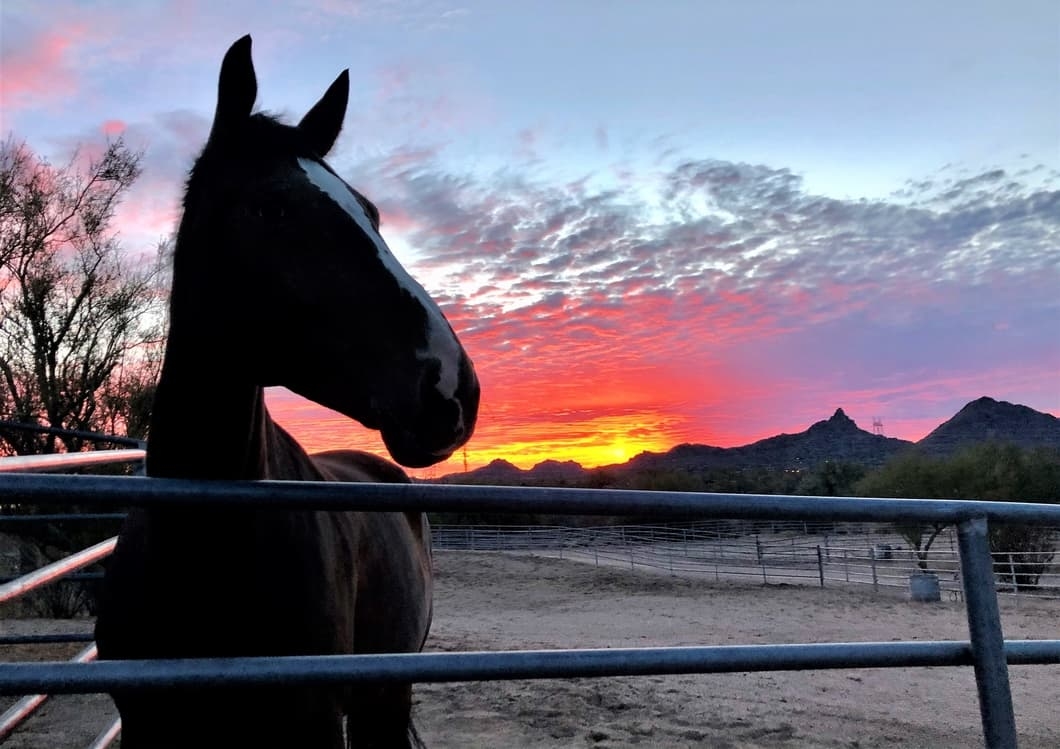 Horse and Scottsdale sunset