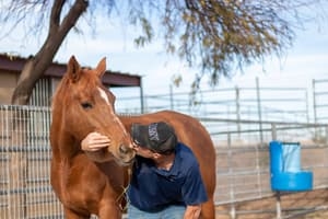 Horse therapy Ignite Ranch Scottsdale