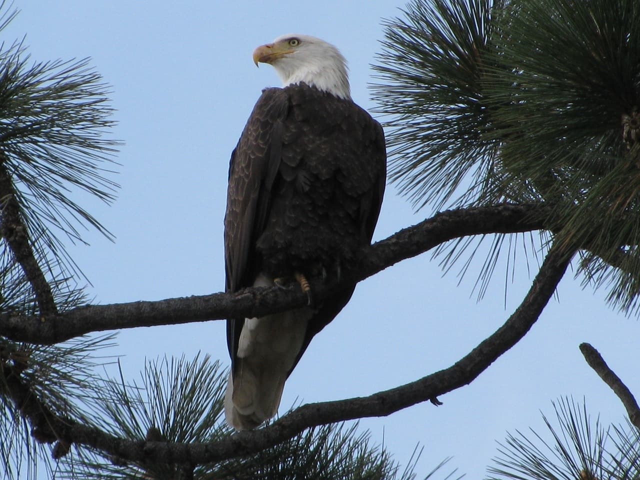 Eagle in tree