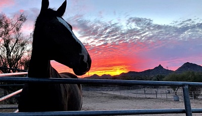 Horse and Scottsdale sunset